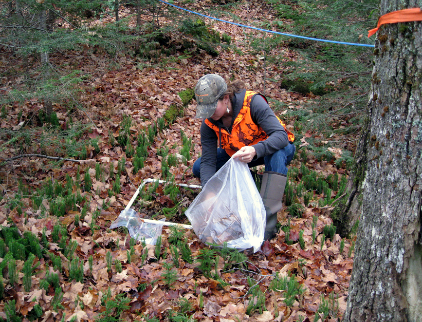 Forest Pest Management Univeristy of Vermont Entomology Research